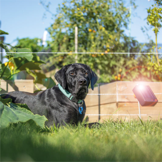 Kit cerco eléctrico para mascotas y jardin