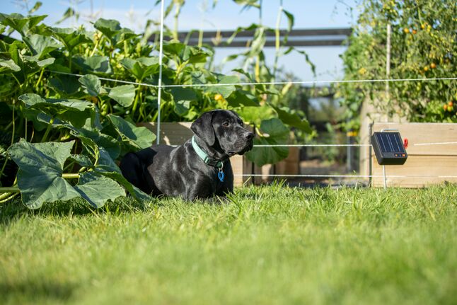 ENERGIZADOR SOLAR S6 LITIO - 0,08J/0,3Ha/0,6Km