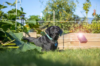 ENERGIZADOR SOLAR S6 LITIO - 0,08J/0,3Ha/0,6Km